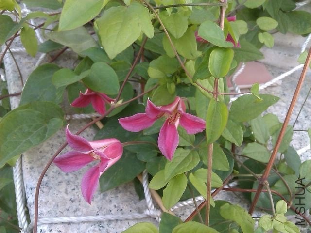 IMAG0944.jpg