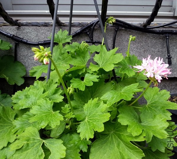 ���ÿ���Win Ellison20140519.jpg