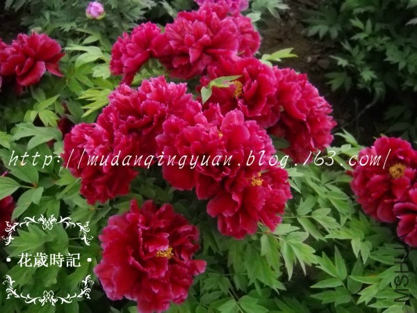 ��Ƭ 306_meitu_5_meitu_9.jpg