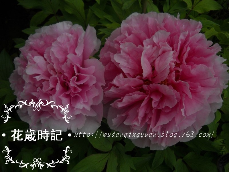 ��Ƭ 302_meitu_15_meitu_11.jpg