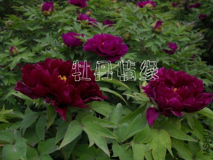 ��Ƭ 202_meitu_12_meitu_13.jpg