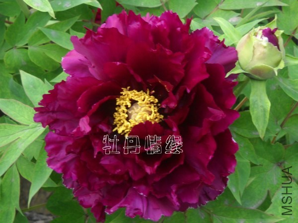 ��Ƭ 197_meitu_14_meitu_15.jpg