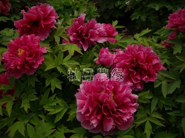 ��Ƭ 066_meitu_16_meitu_17.jpg