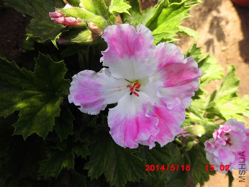 IMG_0001_����.jpg