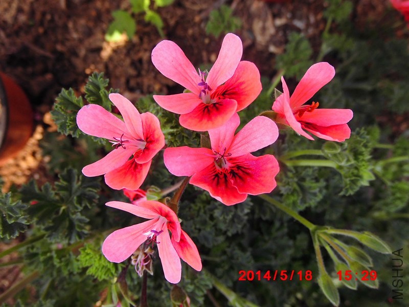 IMG_0009_����.jpg