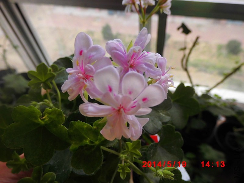 IMG_0037_����.jpg