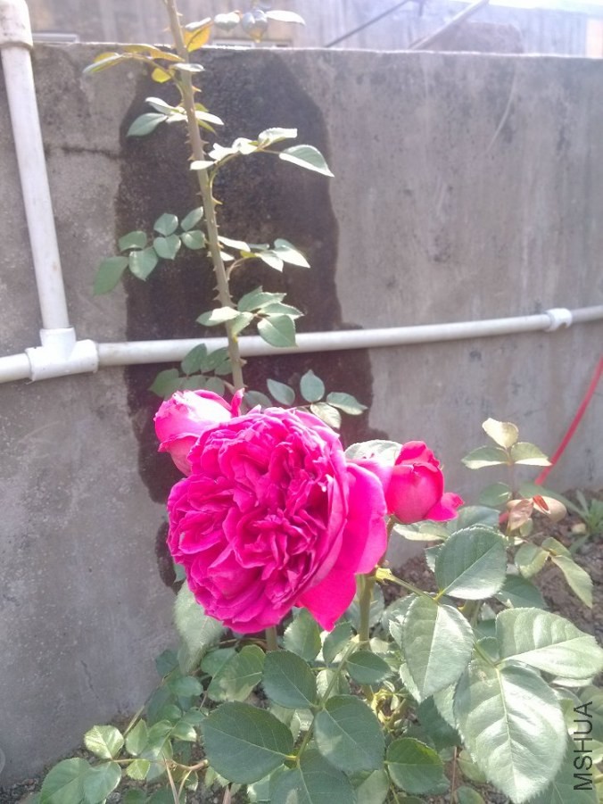 IMG_20140519_155901.jpg
