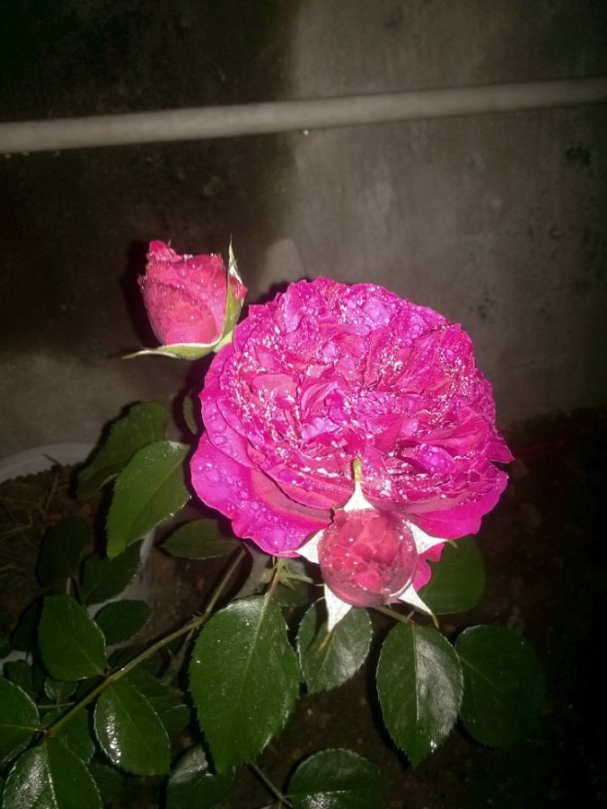 IMG_20140426_233923.jpg
