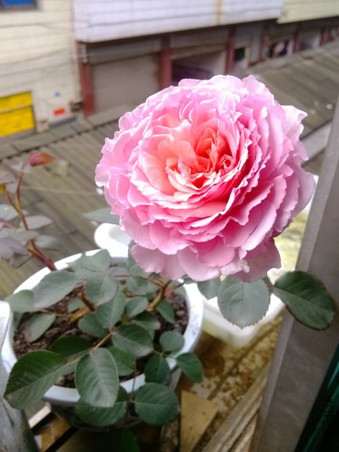 IMG_20140408_083110.jpg