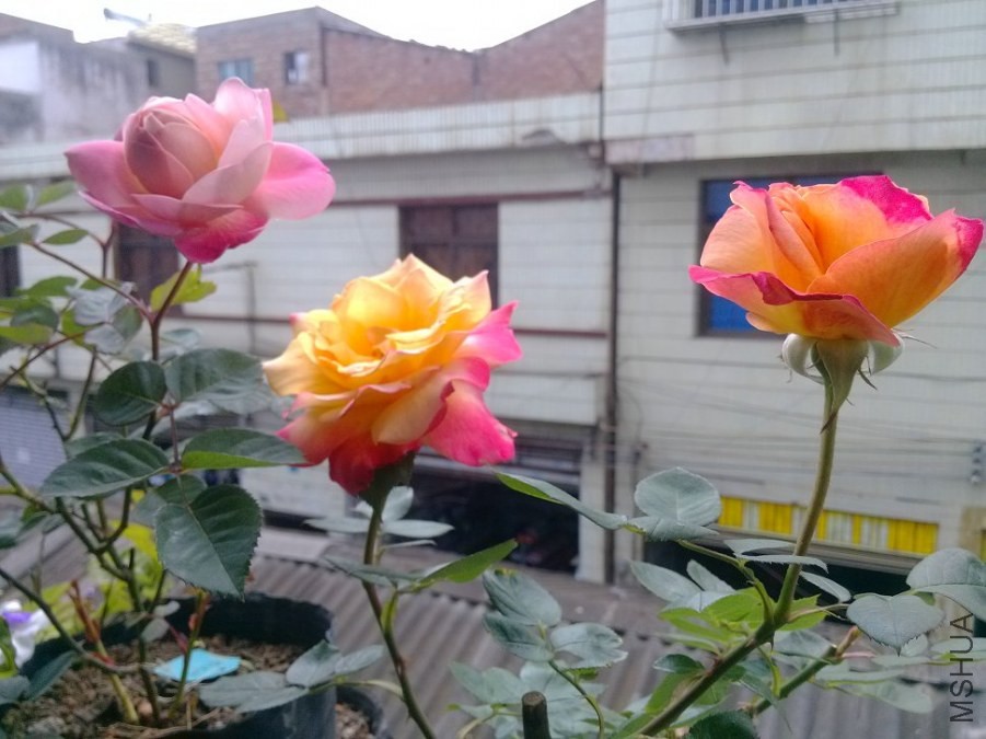 IMG_20140413_110221.jpg