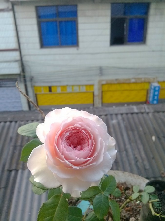 IMG_20140419_070106.jpg