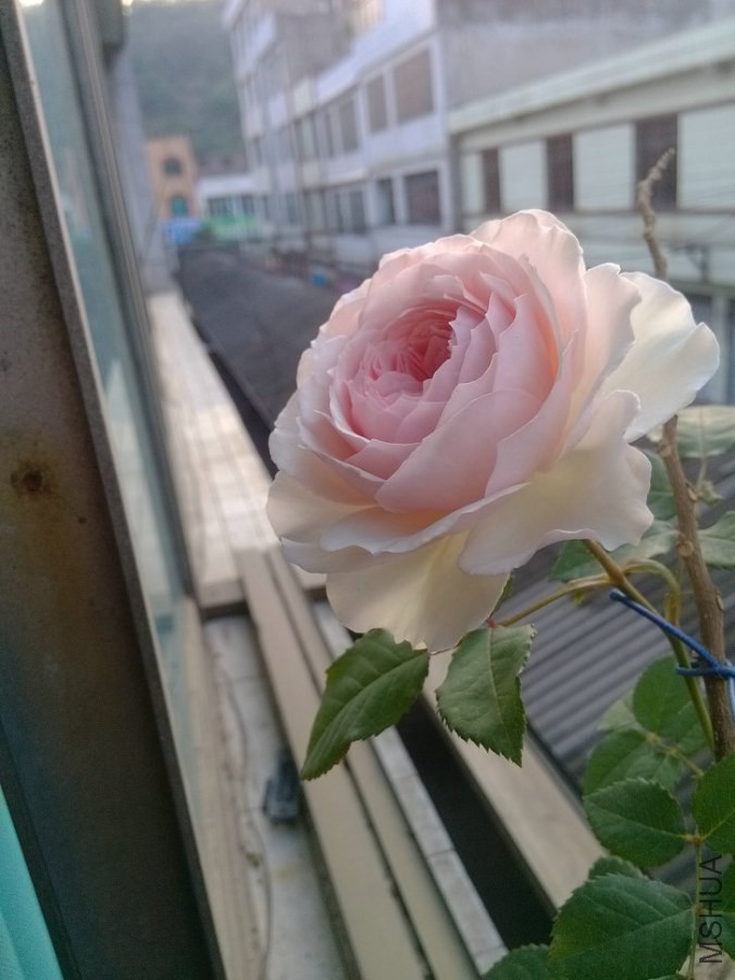 IMG_20140419_070310.jpg