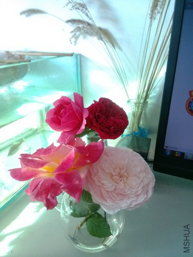 IMG_20140416_083730.jpg