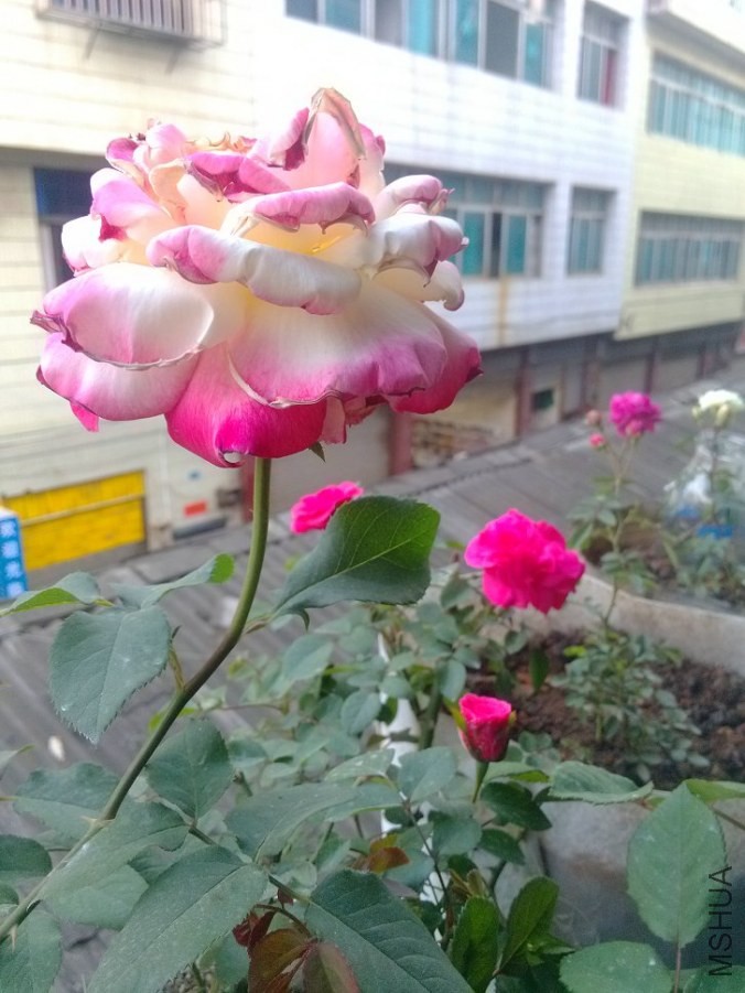 IMG_20140418_190943.jpg