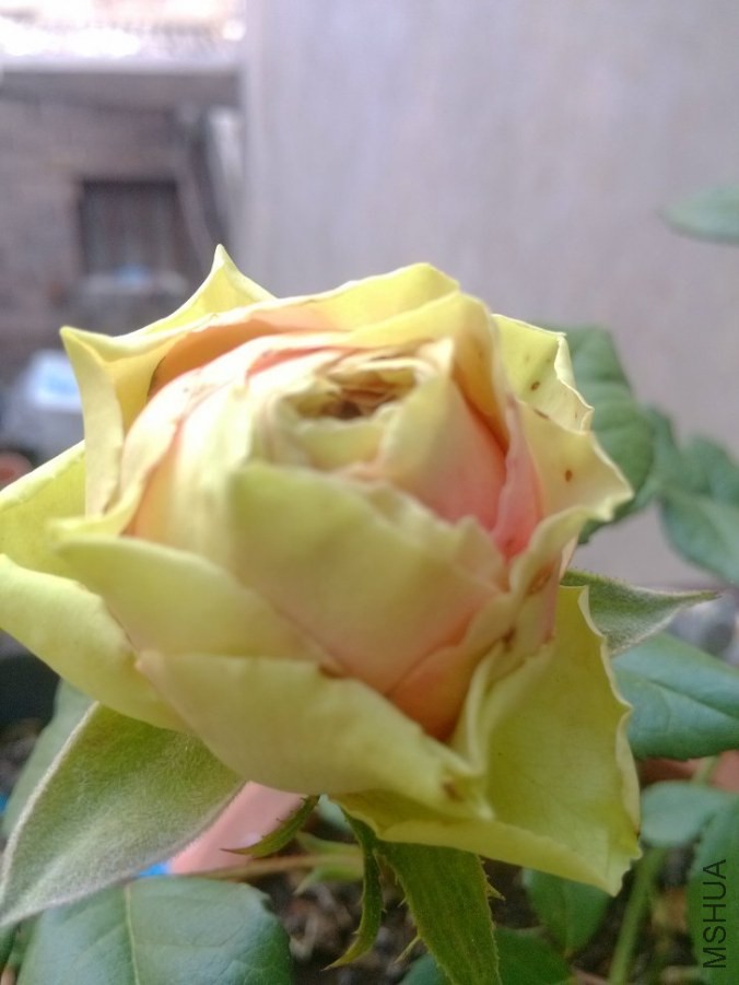 IMG_20140519_083359.jpg