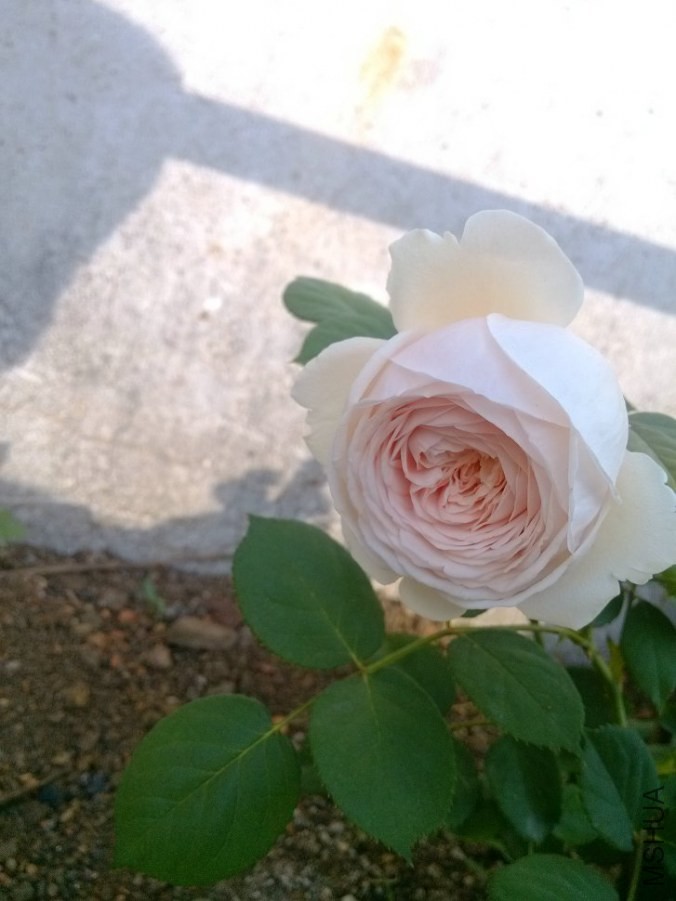 IMG_20140421_090628.jpg