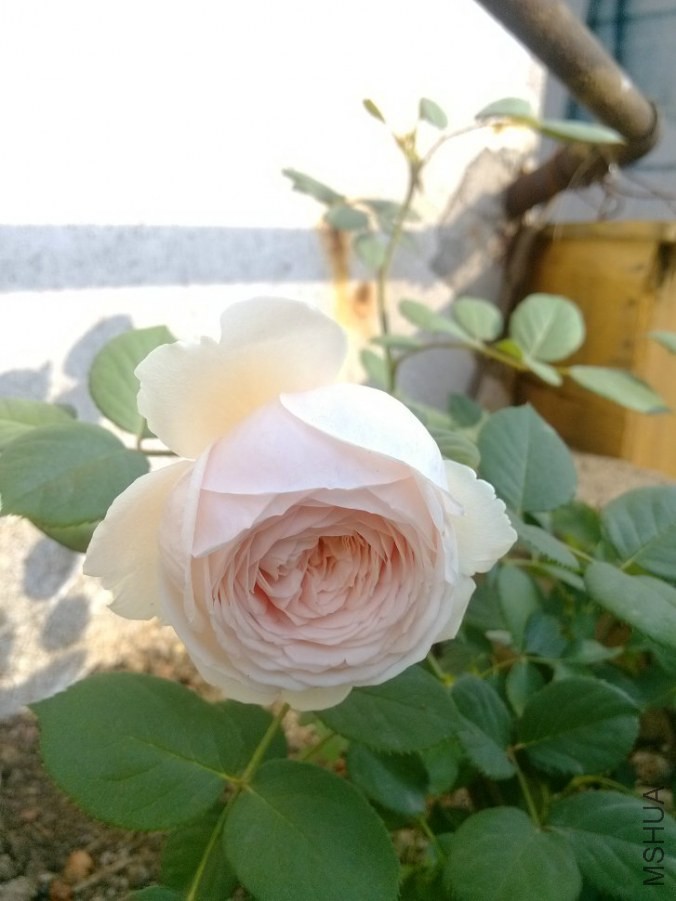 IMG_20140421_090640.jpg