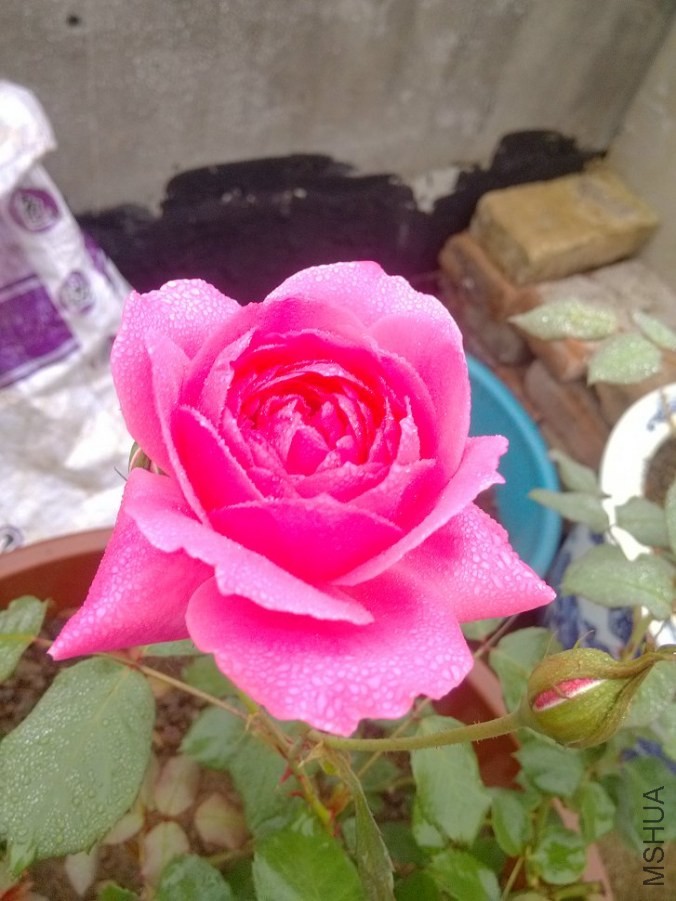 IMG_20140423_081633.jpg
