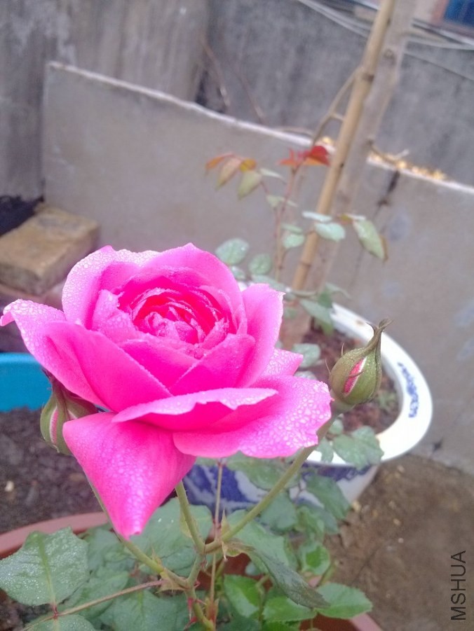IMG_20140423_082016.jpg