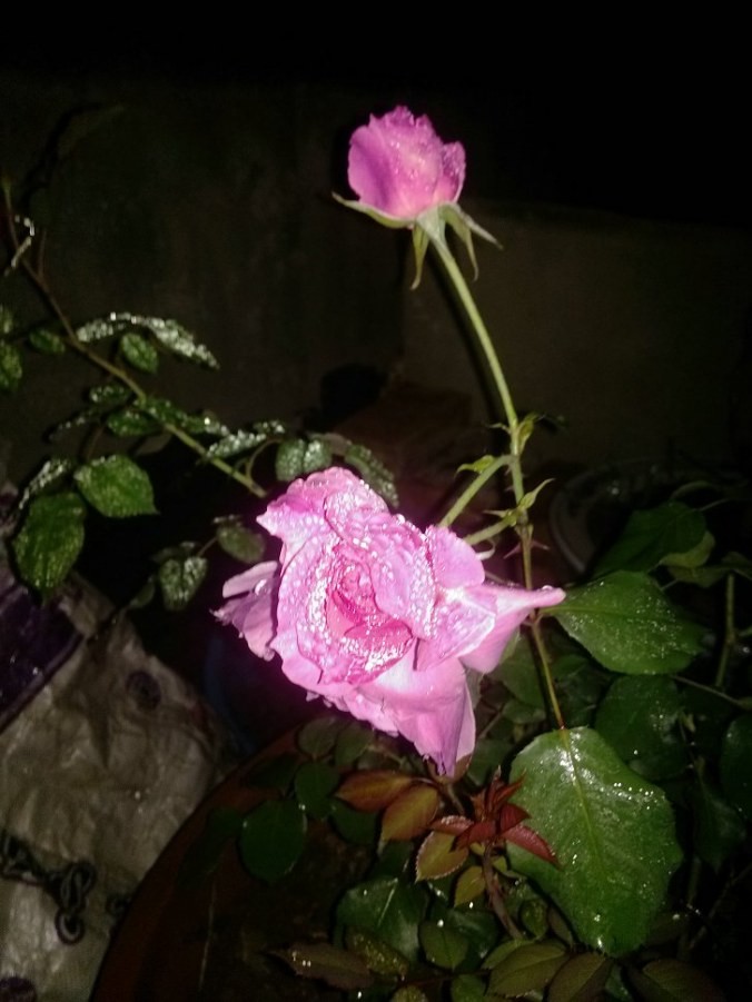 IMG_20140426_234059.jpg