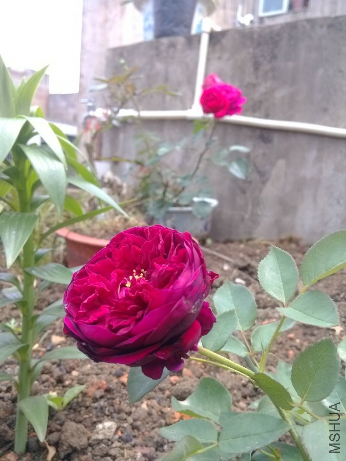 IMG_20140430_140228.jpg