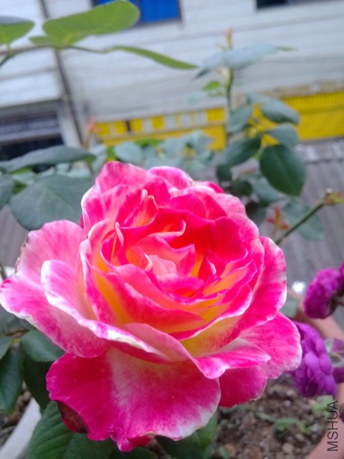 IMG_20140511_074521.jpg