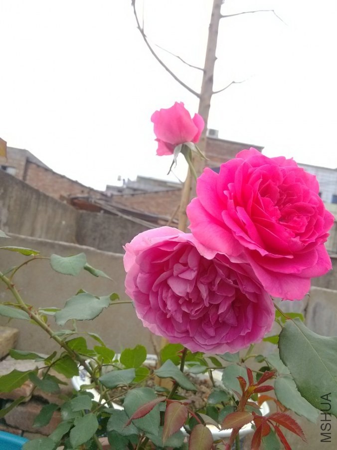 IMG_20140427_111230.jpg