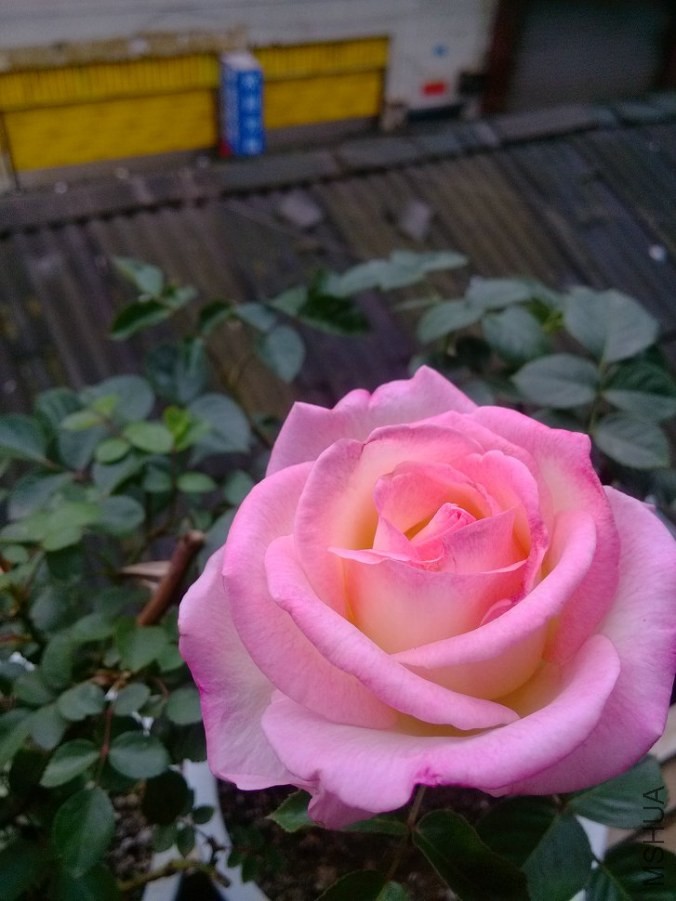IMG_20140428_141712.jpg