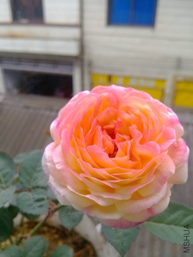 IMG_20140506_122142.jpg