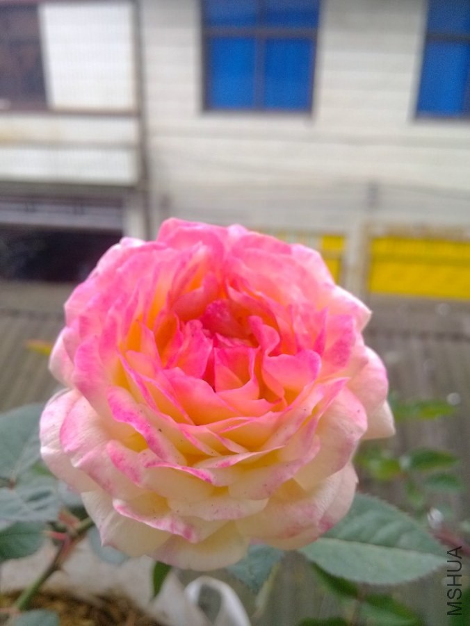 IMG_20140508_085315.jpg