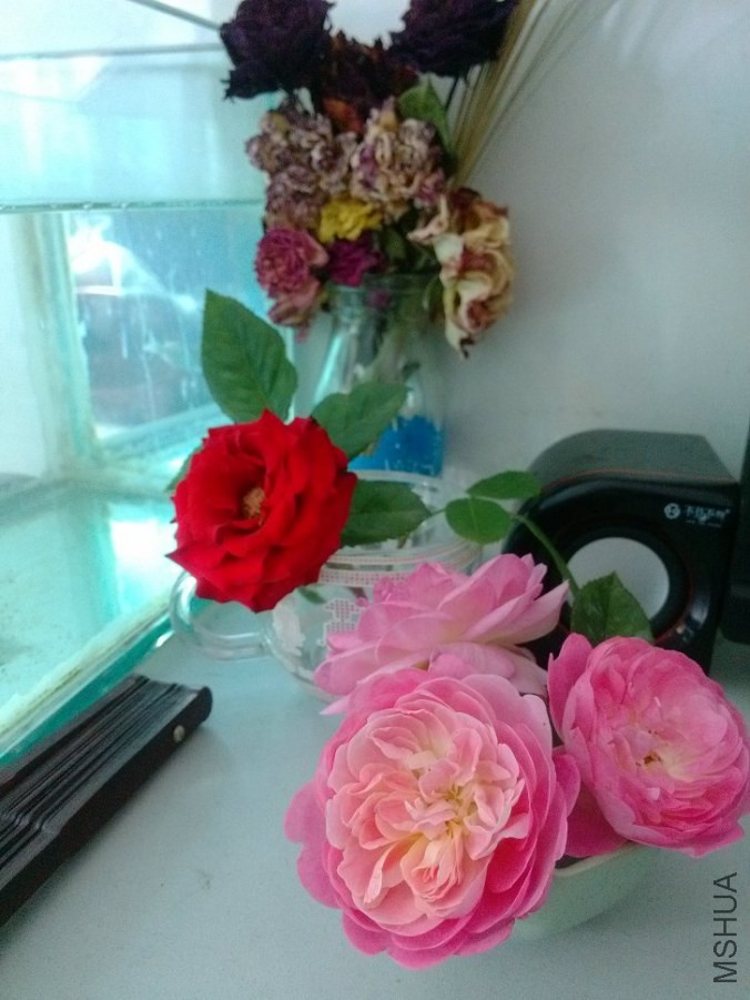 IMG_20140512_100654.jpg