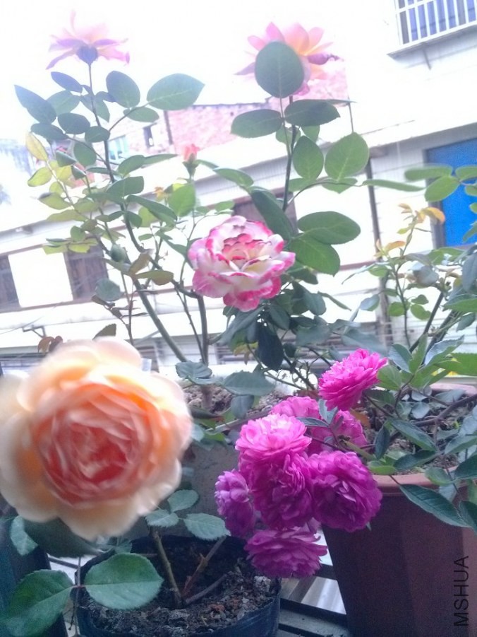 IMG_20140514_191653.jpg