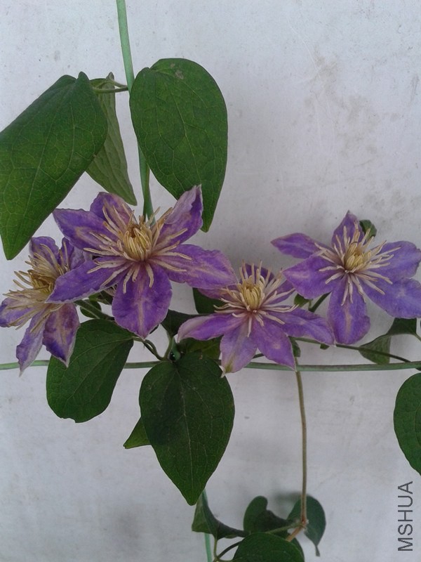 2014-05-19 13.18.04_����.jpg