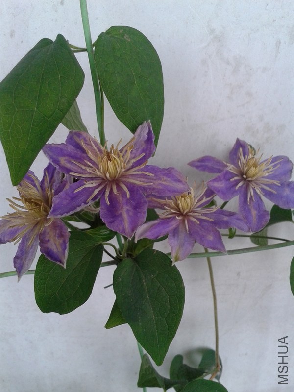 2014-05-19 13.18.16_����.jpg