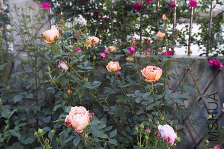 IMG_9073.jpg