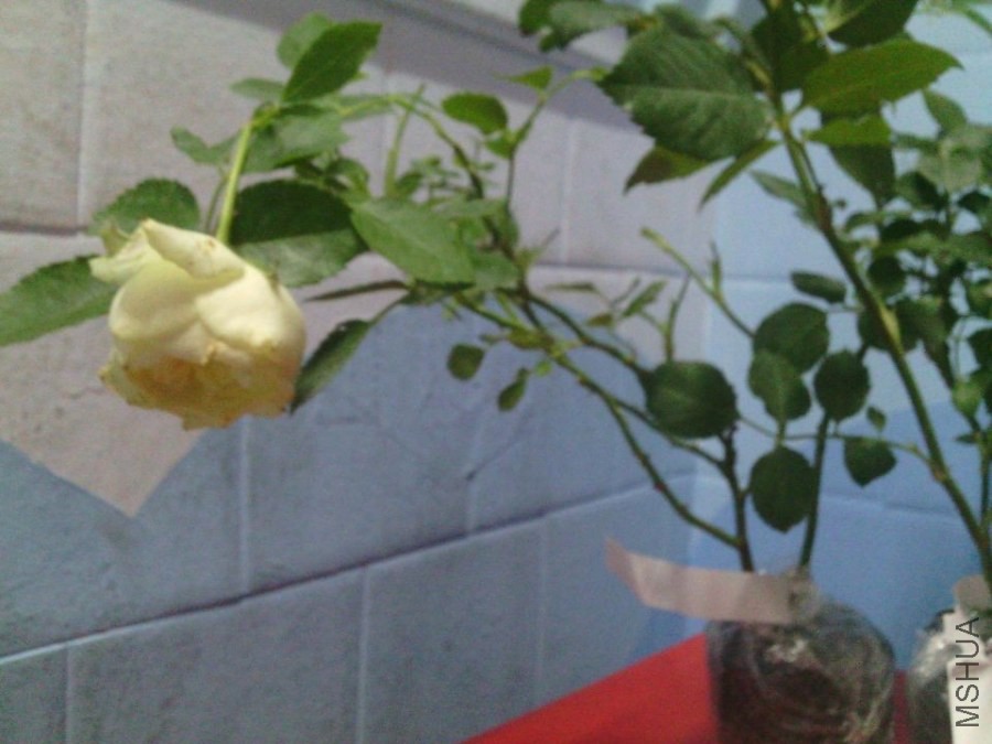 QQͼƬ20140520003243.jpg