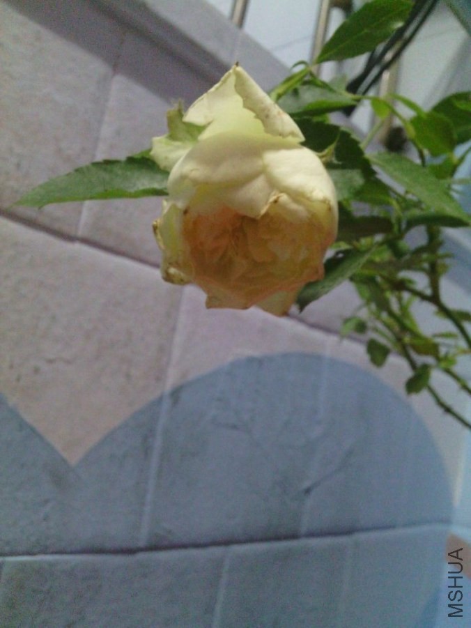 QQͼƬ20140520003251.jpg