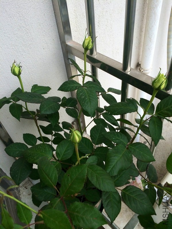 �Ʒ�5-4-1.JPG