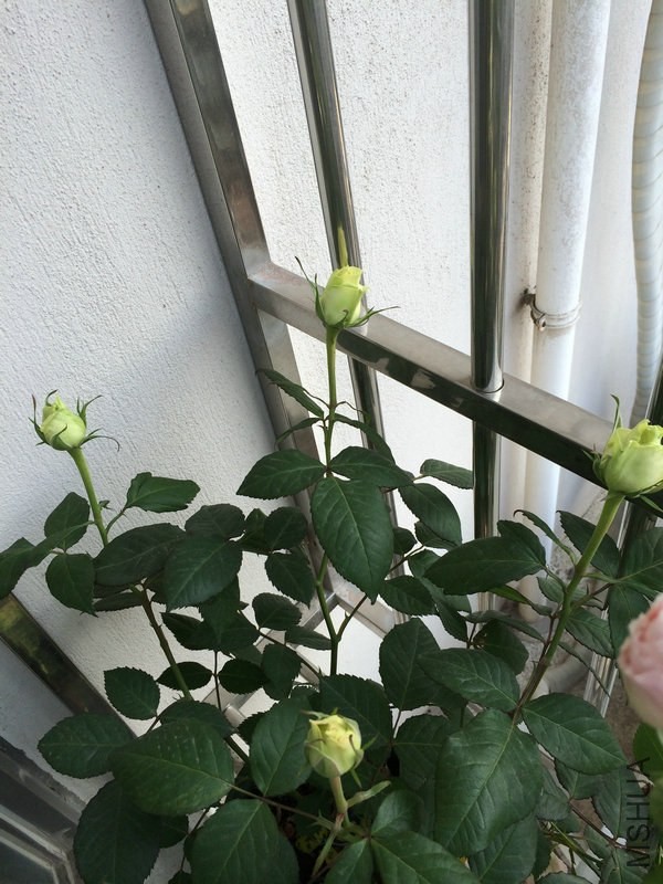 �Ʒ�5-8-1.JPG