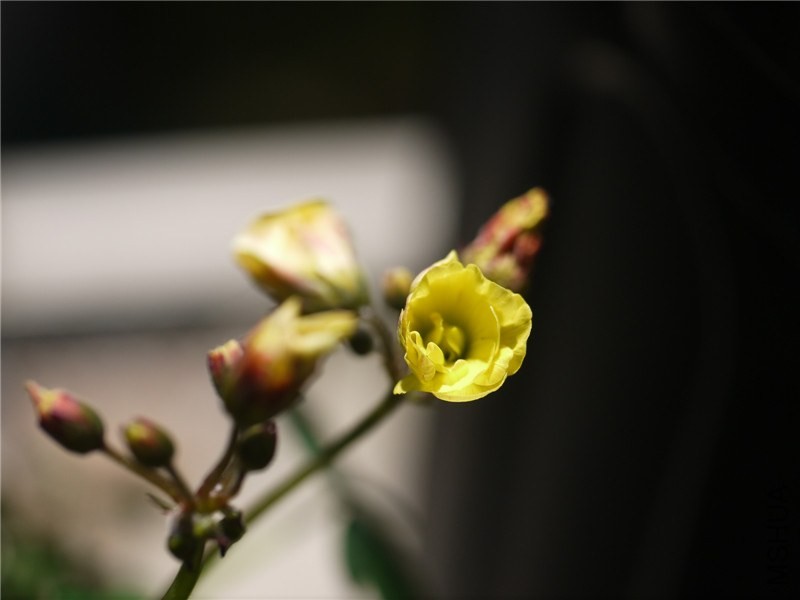 P1050382.jpg