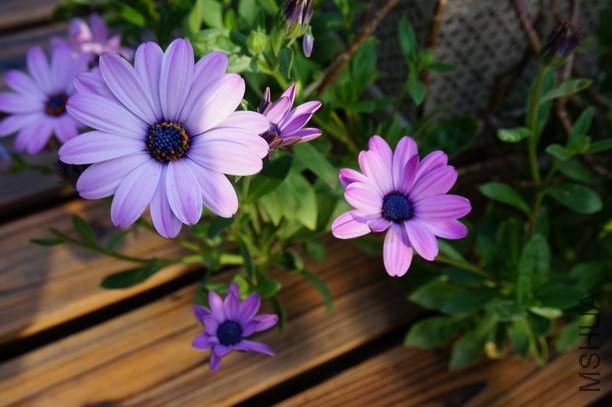 DSC03720.jpg