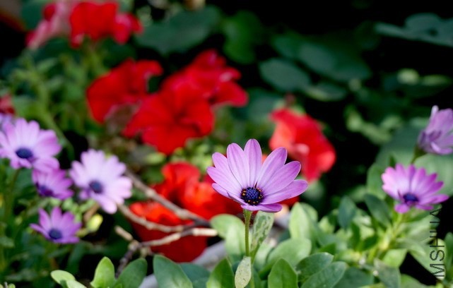 DSC03757.jpg