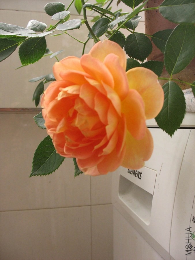 IMG_0079.JPG