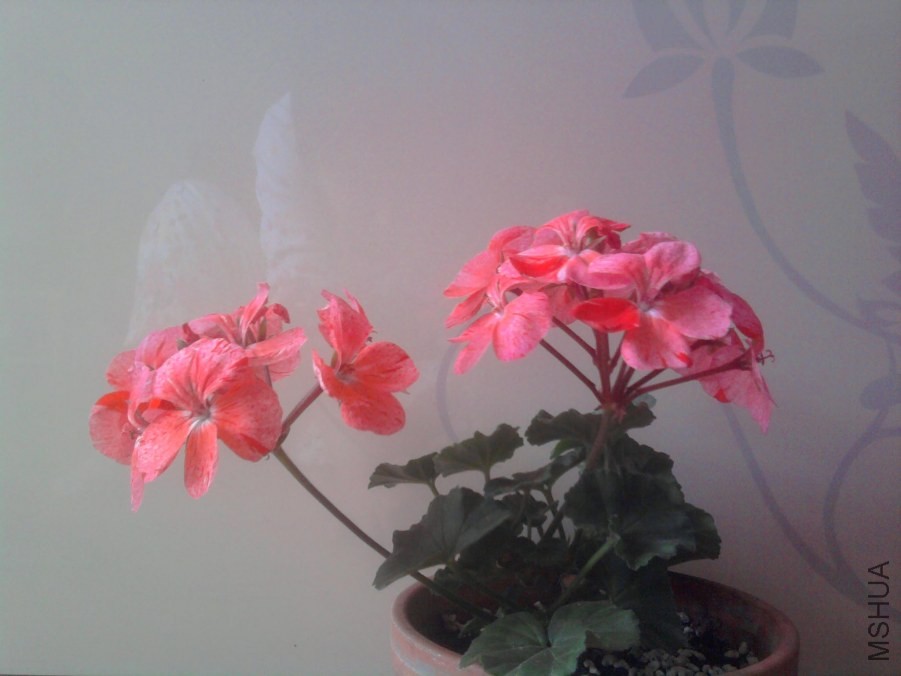 ��Ƭ0376.jpg