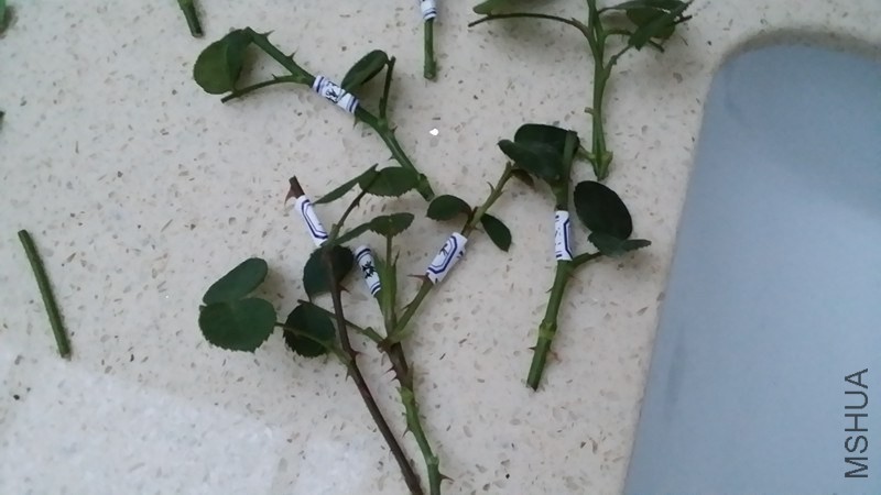 ׼���õ�֦��.jpg