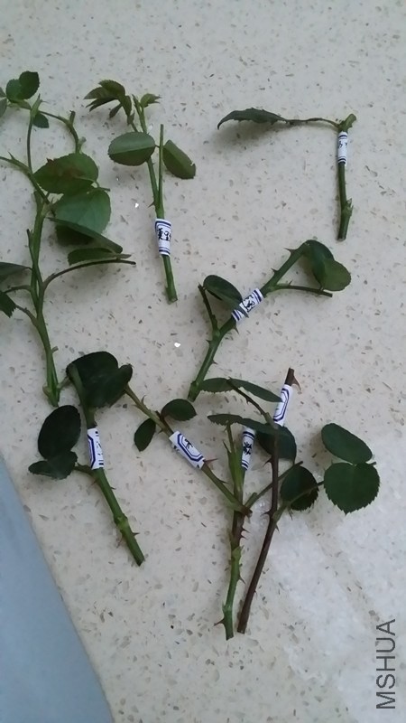 ׼��Ǥ���֦��.jpg
