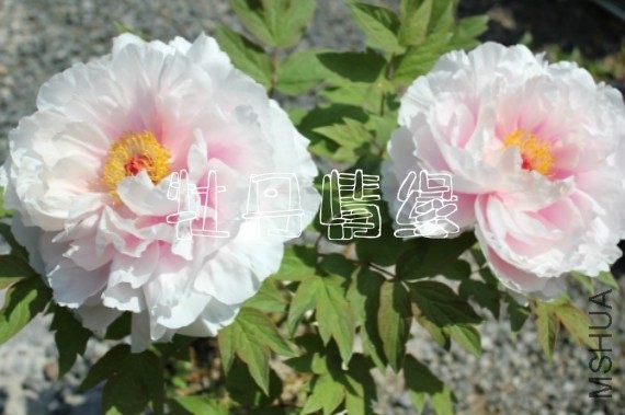 ĵ�������� 0_meitu_2.jpg