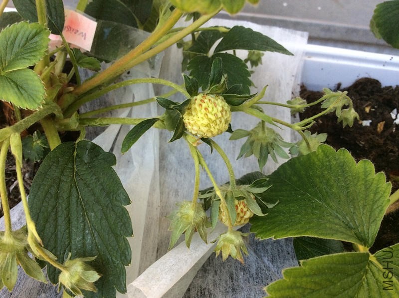 20140520 ����ݮ1�� (1)_����.jpg