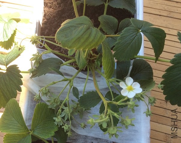 20140520 ����ݮ1�� (2)_����.jpg