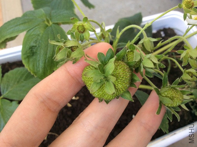 20140520 ���ͻ��β���ݮ_����.jpg